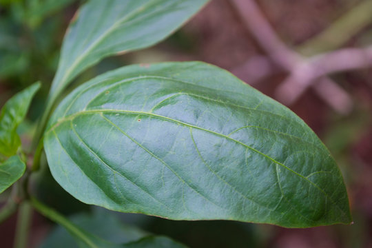 hoja de morron