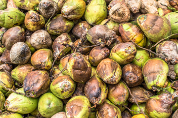 Dry coconut on field in Bahia state, Brazil