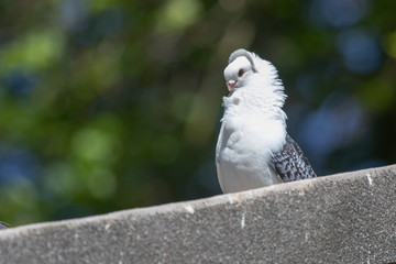 Möwe