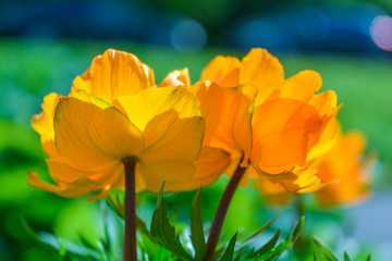 Obraz premium Blooming orange meadow flower in the garden