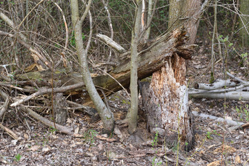 broken tree