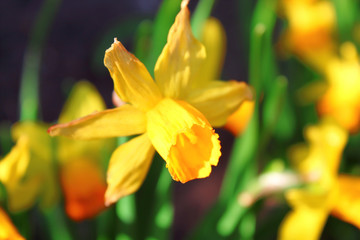 Yellow flowers daffodils. Close-up. Background. Landscape.