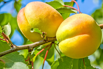  Two yellow apricots on a branch among green foliage, macro