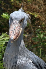 Obraz premium 怪鳥 ハシビロコウ