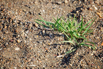A bush of green grass under the hot sun among the sand and stones. Possible effects of global warming
