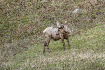 Elk on a hill looks back.