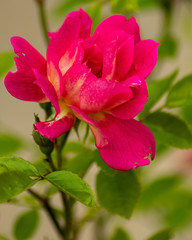 pink rose
