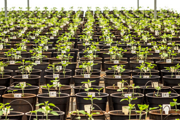 Parana, Brazil, February 26, 2013. Embrapa Soybean Seed House. In this place are the transgenic soybean experiments of the Embrapa Unit.