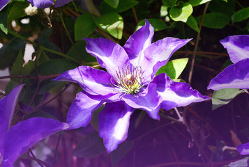 Beautiful purple clematis on a house front