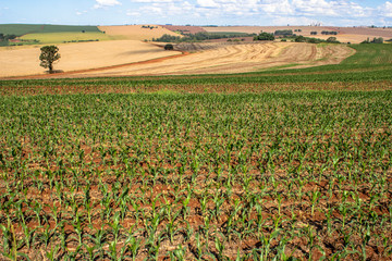 Corn field in Parana State, Brazil