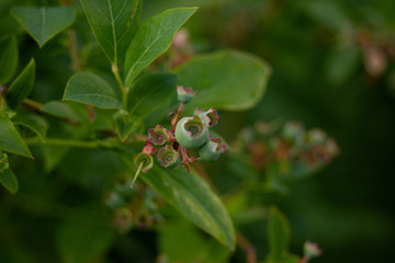 Blueberry bush in bloom. Blueberry bush.