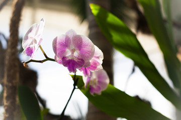 Fototapeta na wymiar Orchid. Colorful orchids in flower. Blooming orchid in orchidarium.