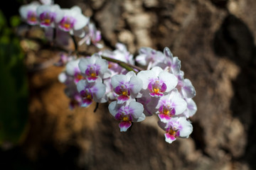 Orchid. Colorful orchids in flower. Blooming orchid in orchidarium.