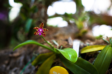 Orchid. Colorful orchids in flower. Blooming orchid in orchidarium.