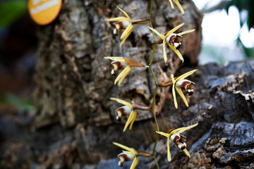Orchid. Colorful orchids in flower. Blooming orchid in orchidarium.