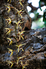 Orchid. Colorful orchids in flower. Blooming orchid in orchidarium.