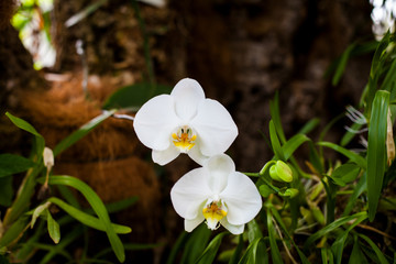 Orchid. Colorful orchids in flower. Blooming orchid in orchidarium.