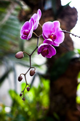 Fototapeta na wymiar Orchid. Colorful orchids in flower. Blooming orchid in orchidarium.