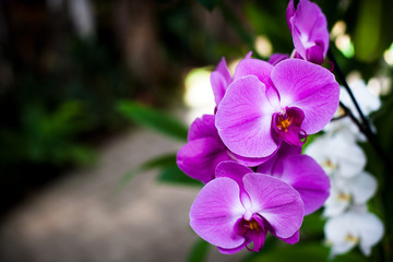 Plakat Orchid. Colorful orchids in flower. Blooming orchid in orchidarium.