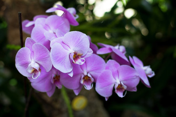 Naklejka na ściany i meble Orchid. Colorful orchids in flower. Blooming orchid in orchidarium.