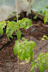 Growing tomato stem with green leaves at greenhouse. Ecological organic tomatoe vine closeup plant.