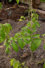 Growing tomato stem with green leaves at greenhouse. Ecological organic tomatoe vine closeup plant.
