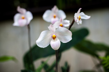 Orchid. Colorful orchids in flower. Blooming orchid in orchidarium.