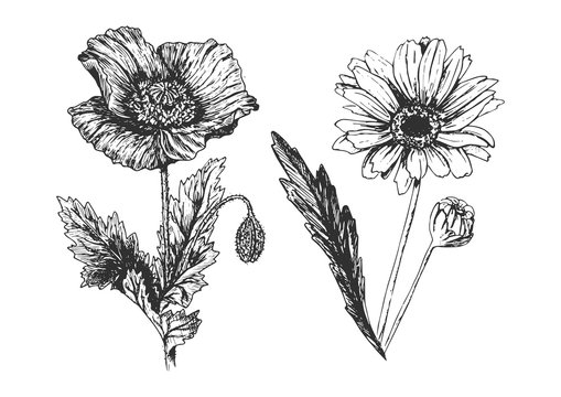 Wildflowers set with poppy, chamomile