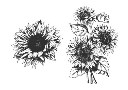 Isolated hand drawn sunflowers set