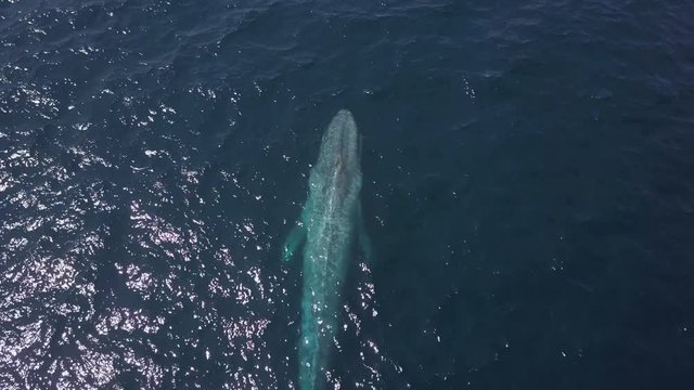 Aerial: Whale Swimming Along the Surface of the Ocean - San Diego, California