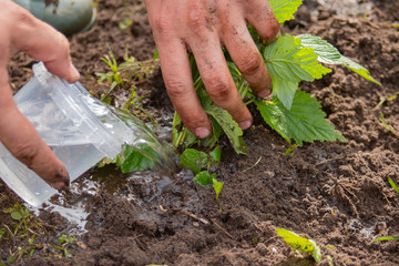 Planting strawberry seedlings, man planting strawberries in garden, early summer.