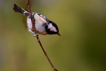 Cute little bird. Dark green nature background. Bird: Coal Tit. Periparus ater.