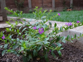 beautiful purple flower in the park