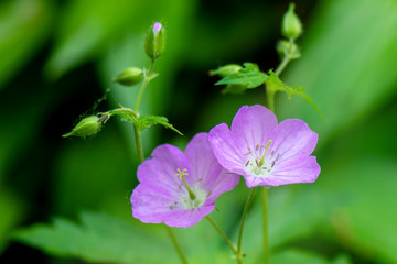 The close portrait of Wild Geranium  