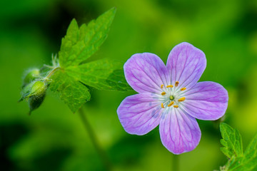 The close portrait of Wild Geranium  