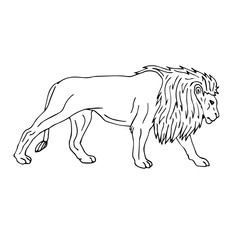 Vector black line hand drawn doodle sketch lion isolated on white background 