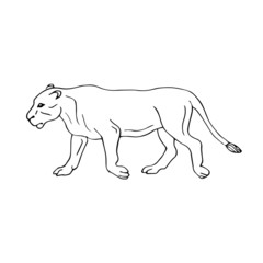 Vector black line hand drawn sketch lioness isolated on white background 