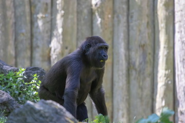 Flachlandgorilla