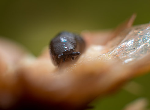 Fotografia em  alta resolu&ccedil;&atilde;o de uma lesma sobre um cogumelo, fotografia macro.