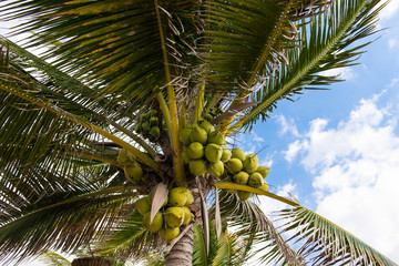 Coconut Cluster on Coconut Palm Tree