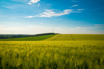 Green and yellow wheat field in spring season under blue sky, wide photo. With copy space