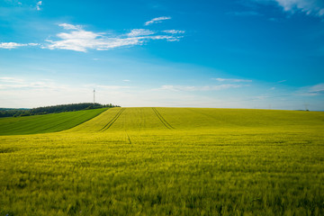 Green and yellow wheat field in spring season under blue sky, wide photo. With copy space