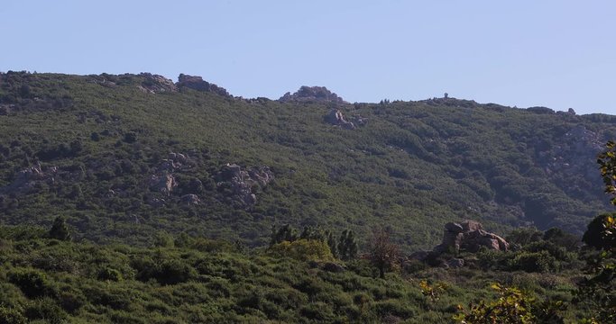 Seven brothers national park. Idyllic greenery across rugged Sardinia hillside & mountain peaks. Foliage blowing in gentle breeze under blue sky. Sette Fratelli mountains