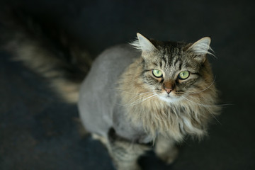 lion cut on maine coon cat