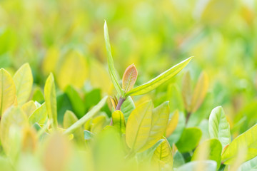 Green leaf on blurred greenery background in garden with copy space for text or advertising your product using as background natural green plants landscape, ecology, fresh wallpaper concept.