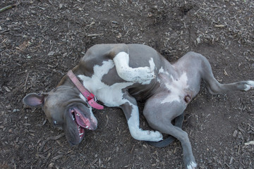 Playful pit bulldog