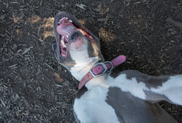 Playful pit bulldog