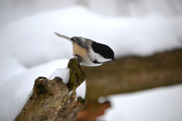 Chickadee in winter