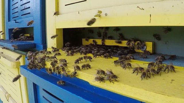 slow motion of flying bees in the front of wooden beehive entrance. Bee flying to hive. Honey bee drone enter the hive. Hives in an apiary with working bees flying to the landing boards. Bees convert 