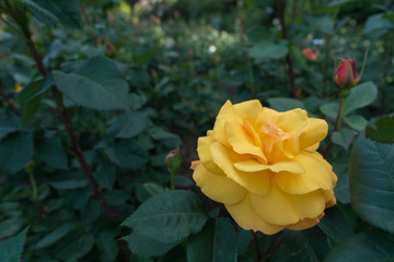 Portland Rose test garden